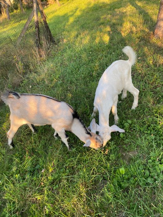Продаються кози та козенята