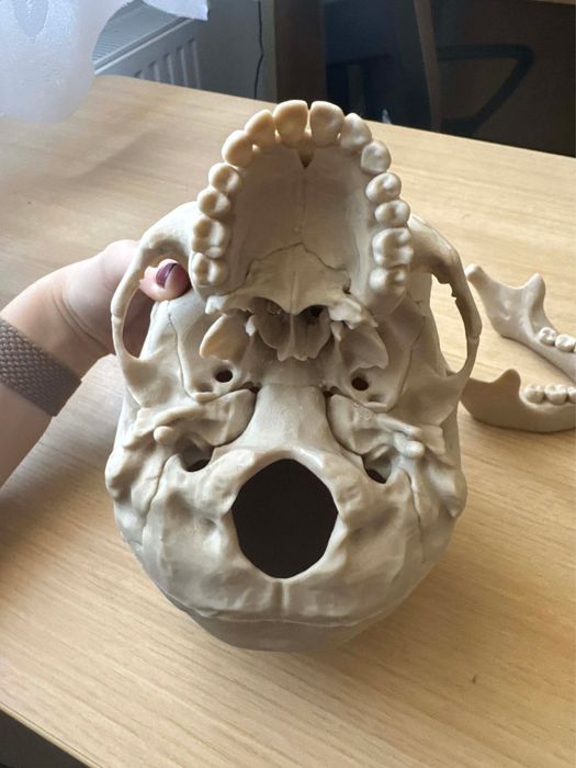 Czaszka model do nauki anatomii