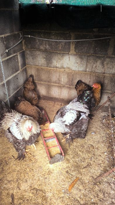 Brahmas 2 Galos Dark e 2 femias Perdiz