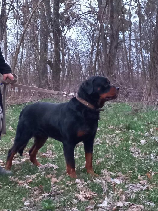 Ротвейлер (случка)