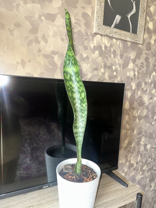 Сансевієрія  Bob smile аубрутіана айо