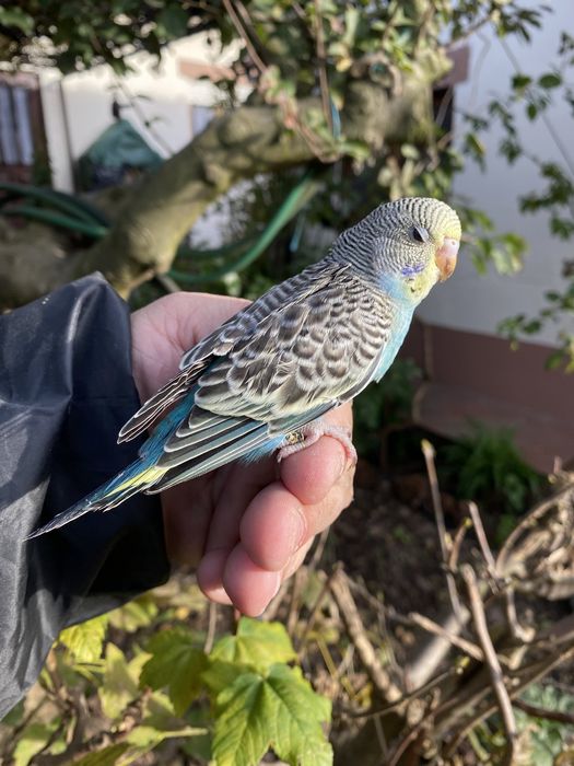 Periquito domesticado com gaiola exclusividade