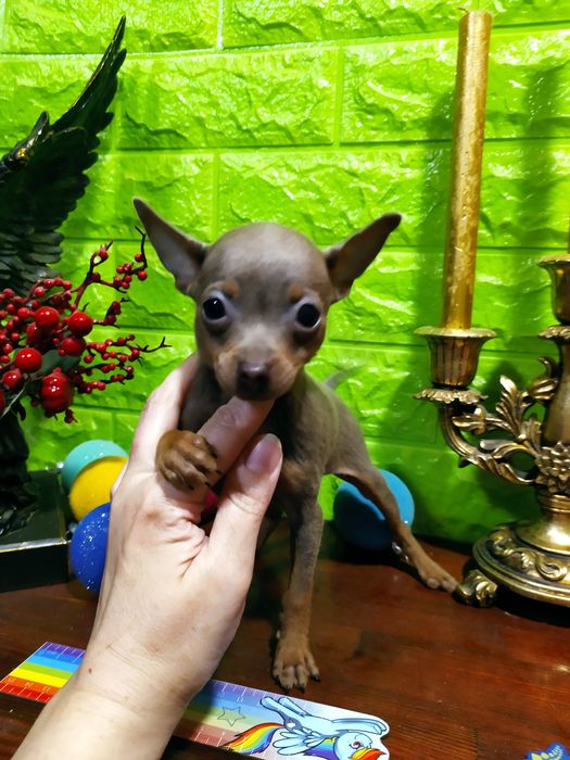 Кукольная лилушка девочка микро элитных кровей! Док.КСУ,чип,привита