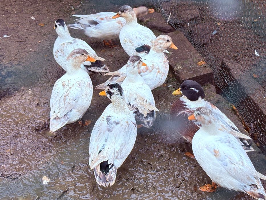 Kaczki call duck, dwie kaczuszki +kaczorek