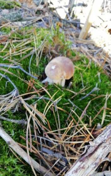 Продам участок в селе Клавдиево-Тарасове, 10соток, Собственник