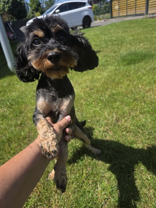 Piesek Cavapoo F1B