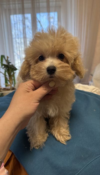 Чаріана дівчинкп мальтипу ф1