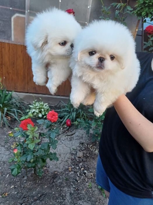 Два белоснежных облачка.