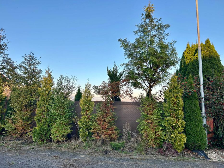 ogrodzenie z siatki z bramą, furtką i roślinami długość 20m