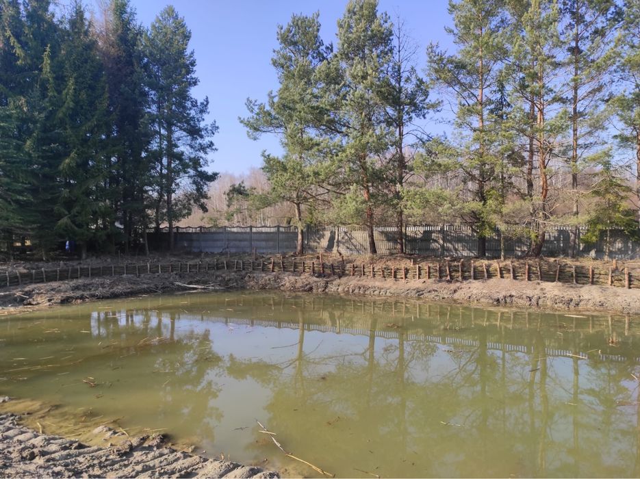 Faszynowanie brzegów stawu kopanie zabespieczanie kiszką faszynową