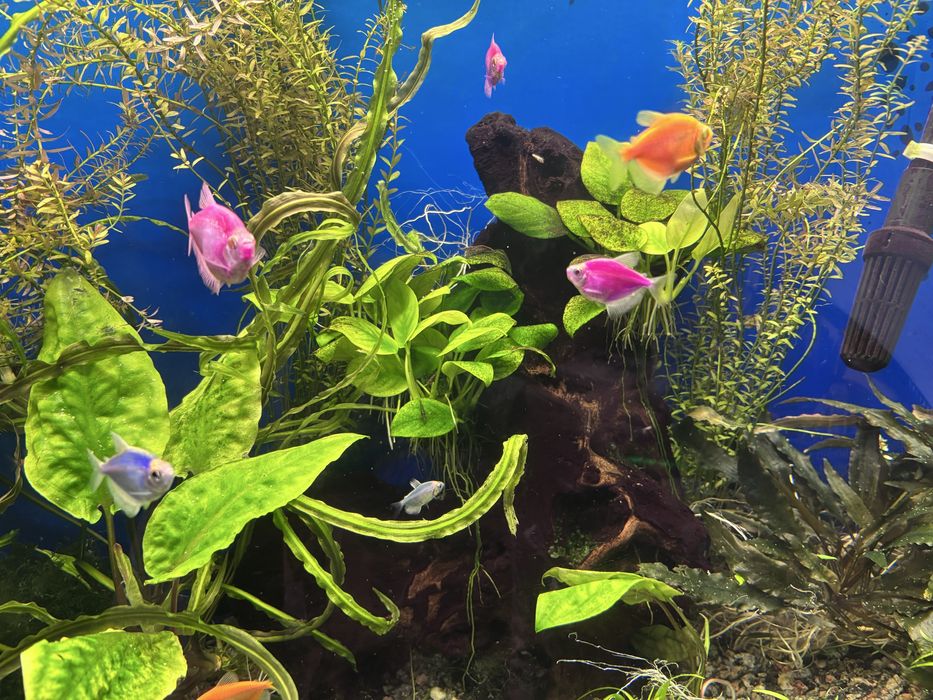 Аквариум с тумбой и всеми принадлежностями.