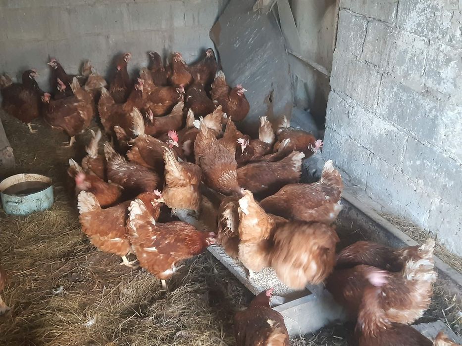 Sprzedam kury nioski