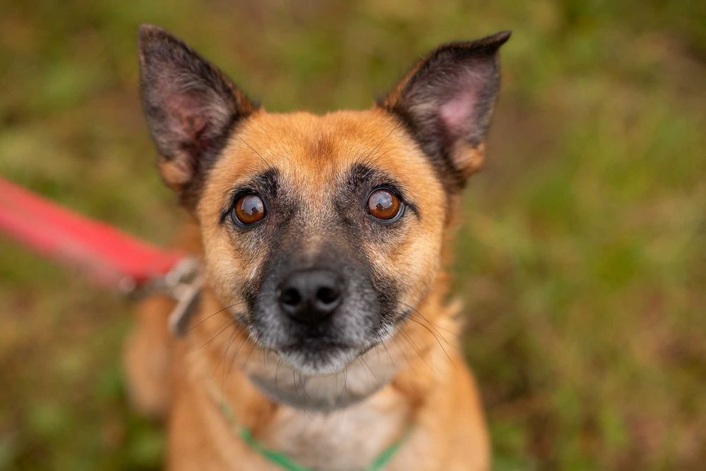 Ulivek: łagodny, spokojny, zapatrzony w człowieka