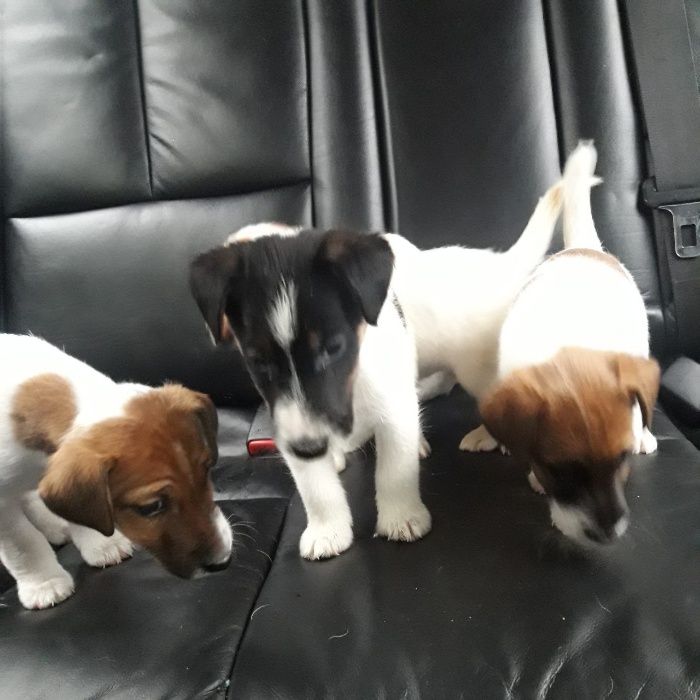 Родословные Щенки Фокс Терьер