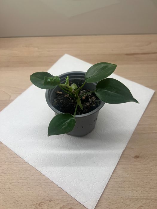 aloes, philodendrony