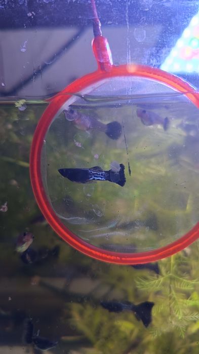 Gupiki steel black