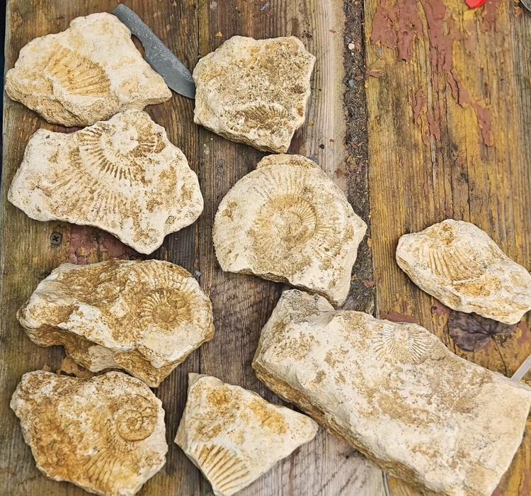 Zestaw naturalnych skamieniałości – AMONITY