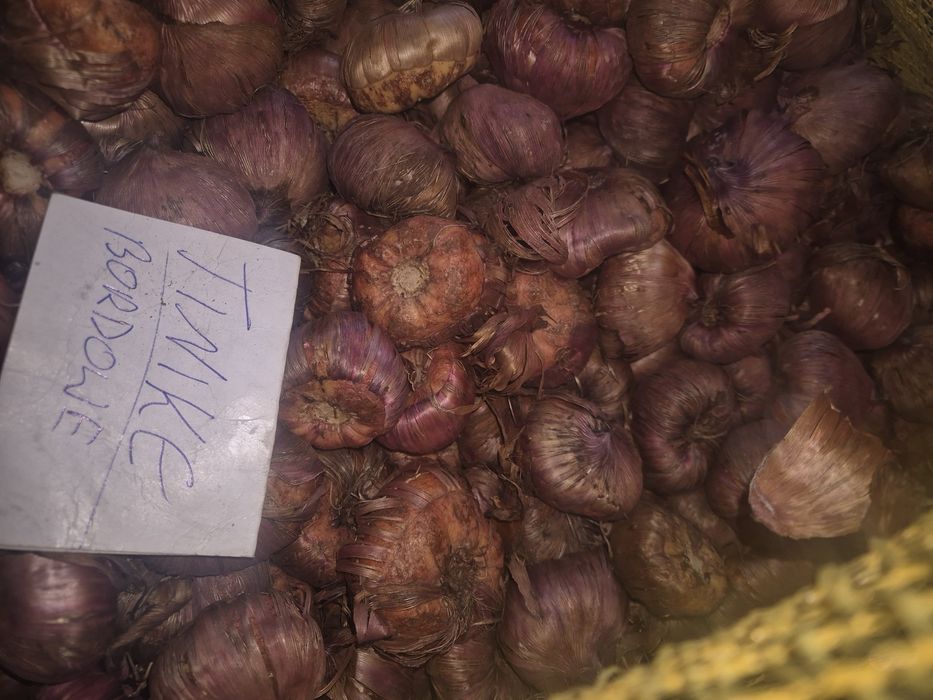 Cebulki mieczyków Mieczyki kwiaty