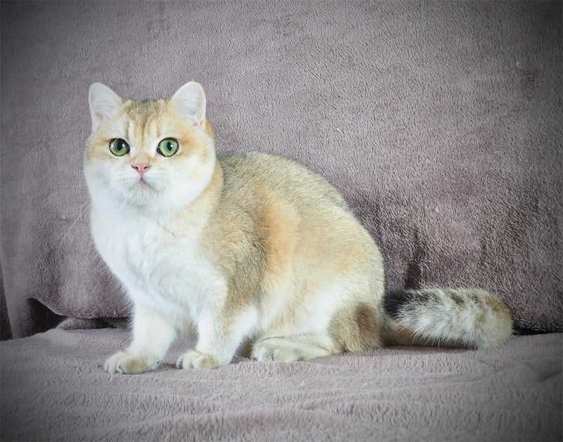 Золотая британская девочка