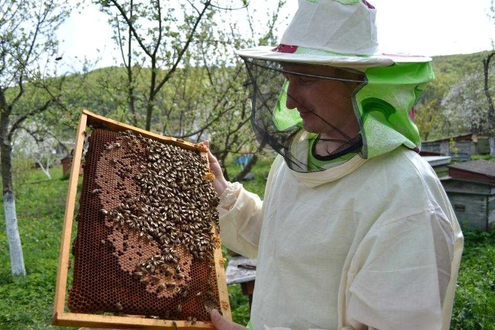 Продам бджолопакети 2026