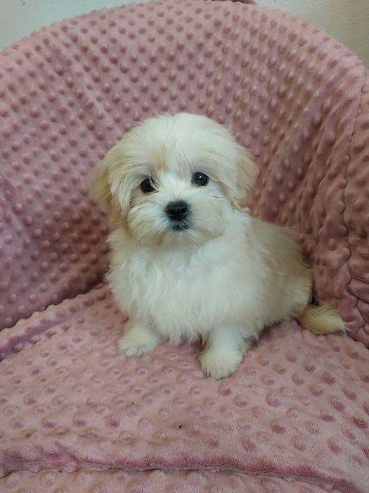 Szczeniak malshi  aktualne