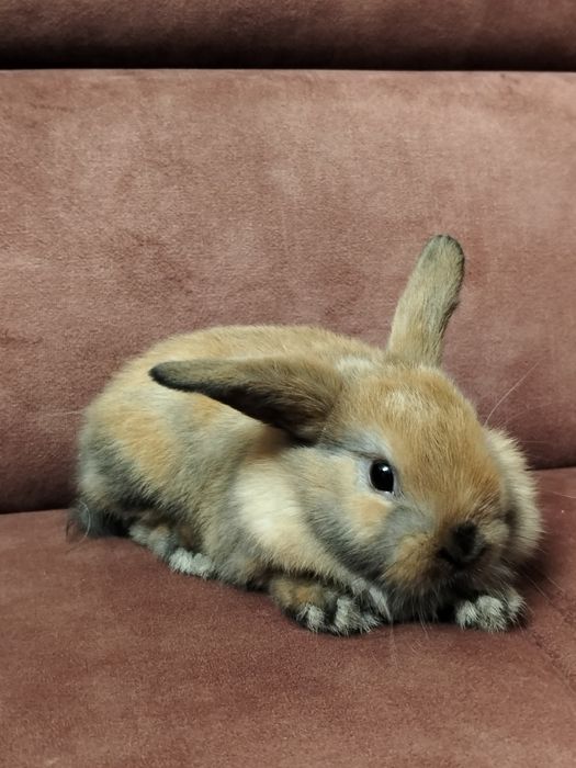Mini lop z domowej hodowli
