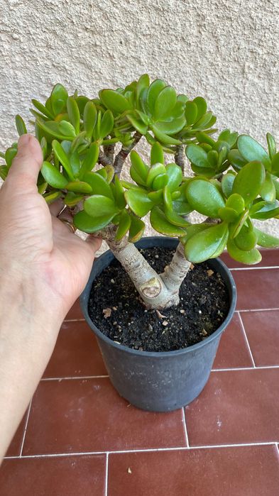 Vendo suculenta Jade