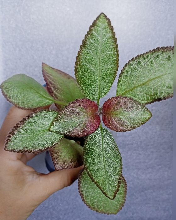 Эписции, Волосы Вероникиl,Tiger Stripe, Safari