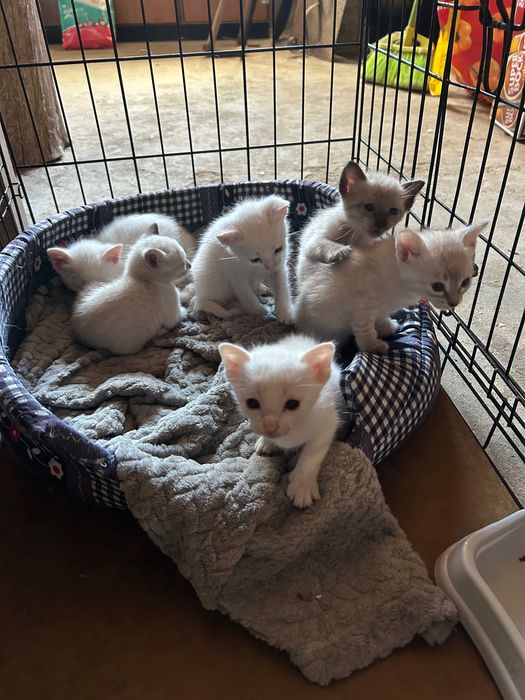 Gatinhos para doar 5 semanas