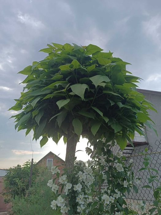 Катальпа продам катальпу