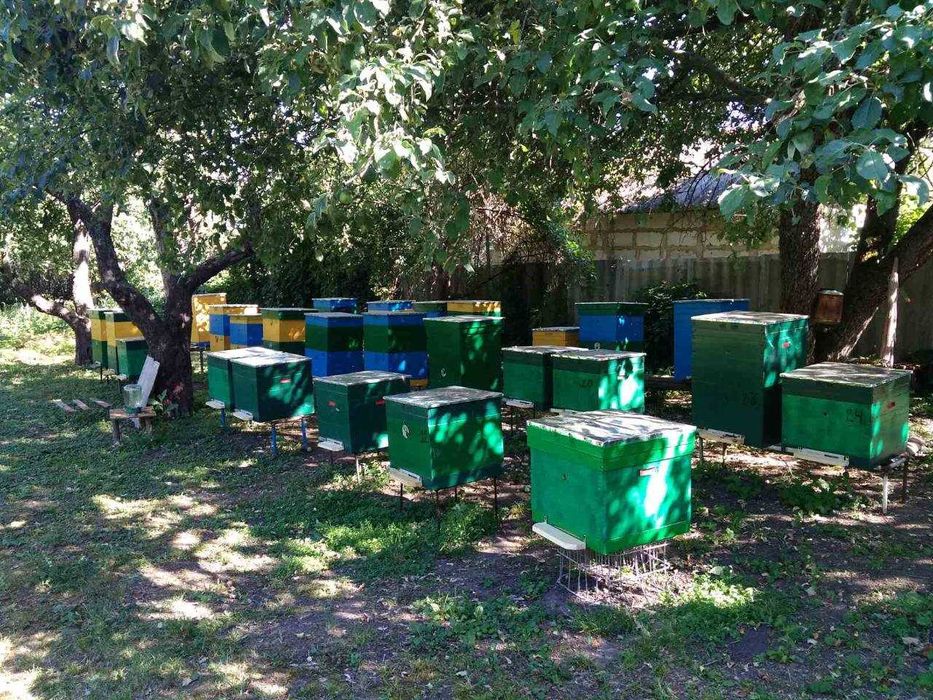 Укомплектовані вулики