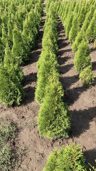 Туї, ялівець, самшит