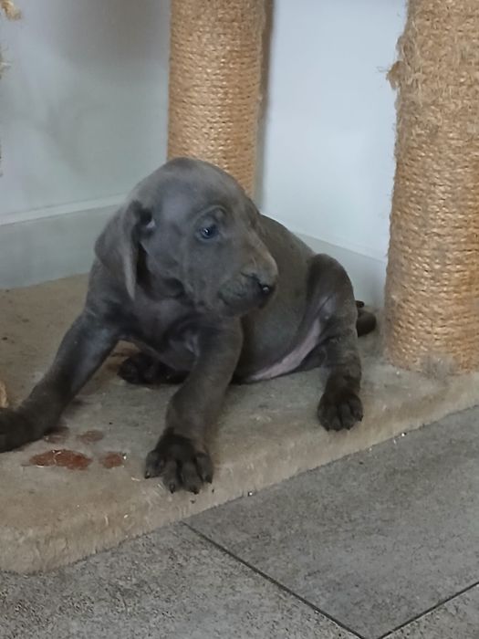 Wyżeł Weimarski śliczny piesek