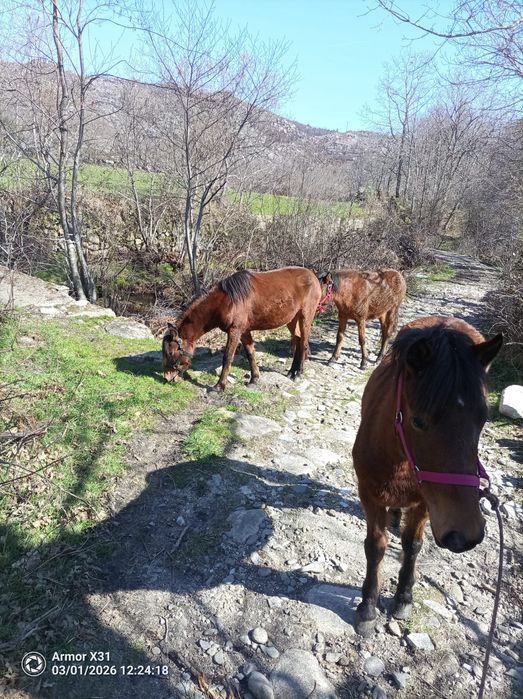 2eguas e 1cavalo garranos