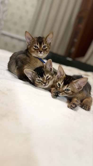 Абиссинские котята