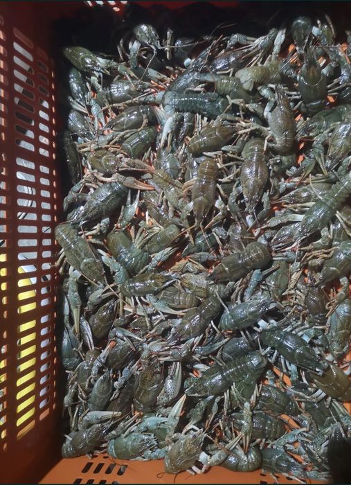 Продам живий рак оптом вид 5 кг