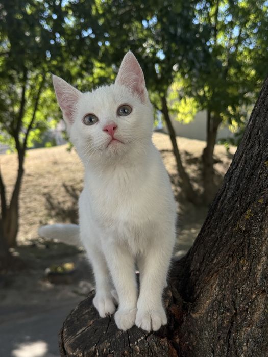 Кошеня (хлопчик, 5 місяці)
