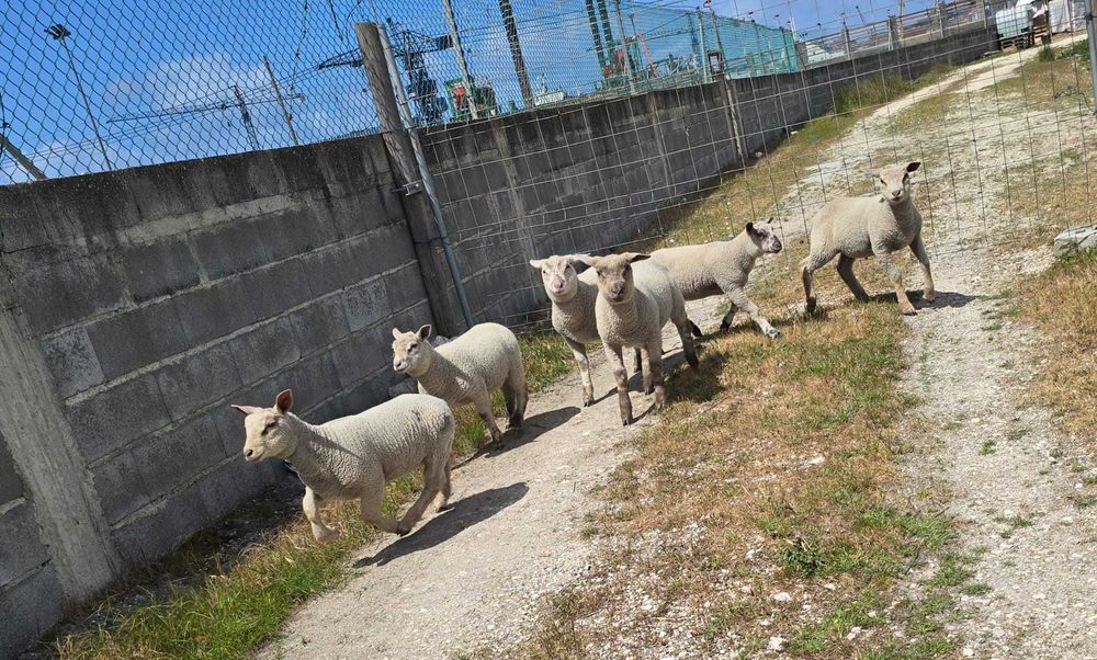 Borregos Charoleses Machos