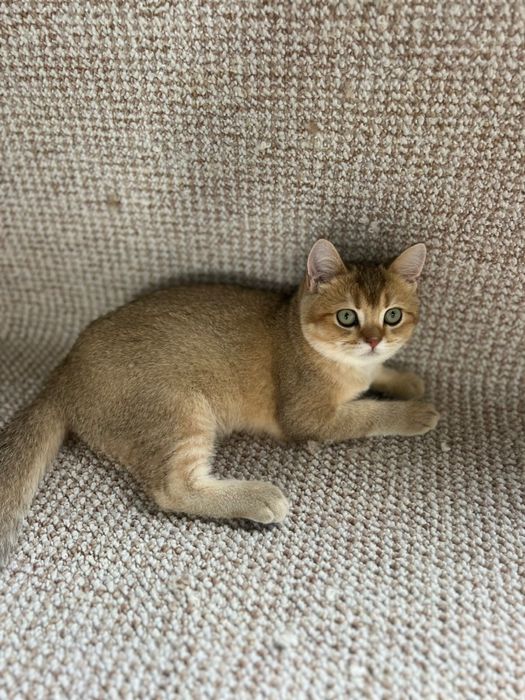 Золоте муркотливе щастя