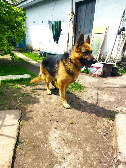 Кобель німецької вівчарки для в'язки.