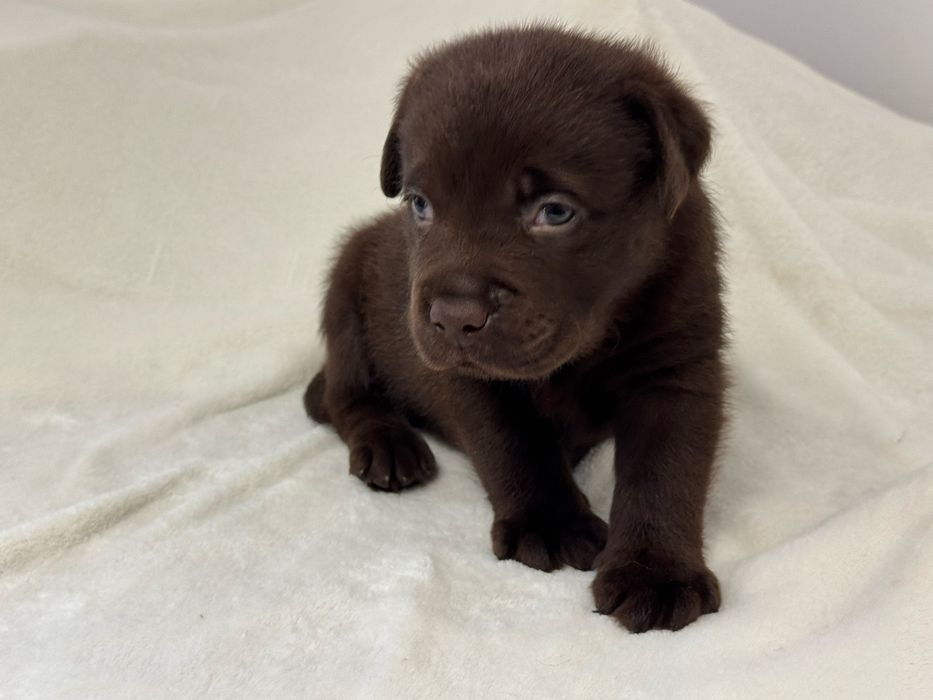 Labrador Retriever macho com Lop e afixo