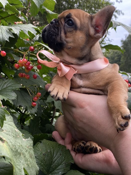 Вязка французский бульдог КСУ есть щенки