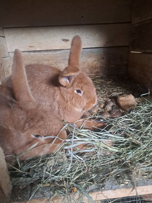 Sprzedam   króliki