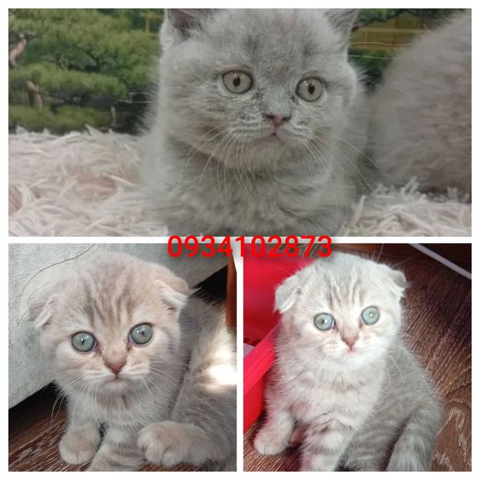 шотландские котята