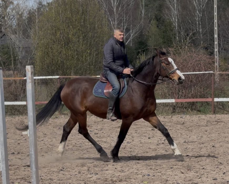 Klacz po Indoctro - ujeżdżona, sprawdzona matka