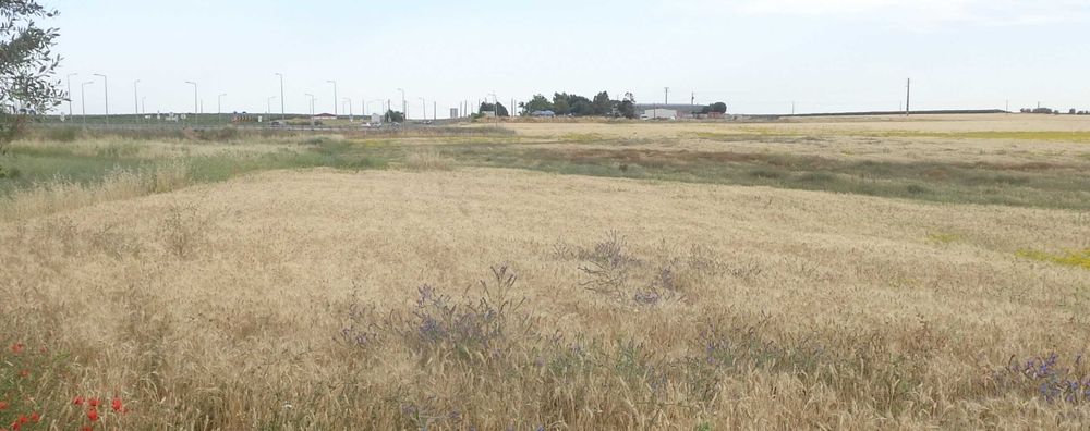 Terreno Junto à estrada, a 600 metros de Beja