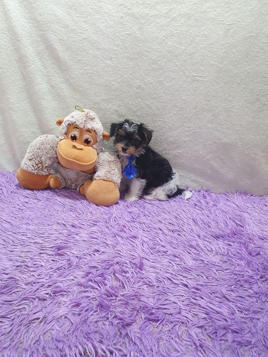 Biewer Terrier Macho