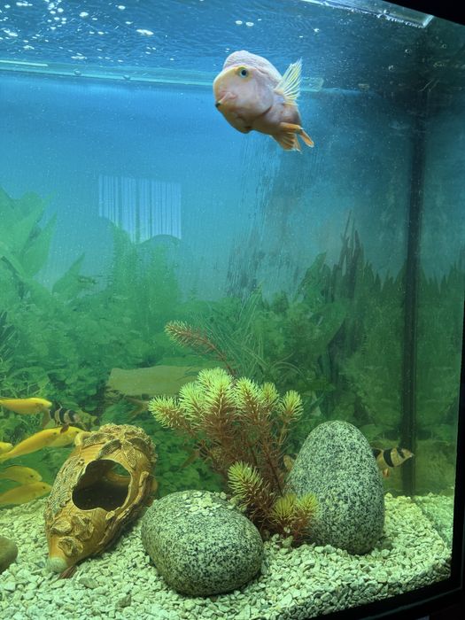 Продам акваріум з рибками