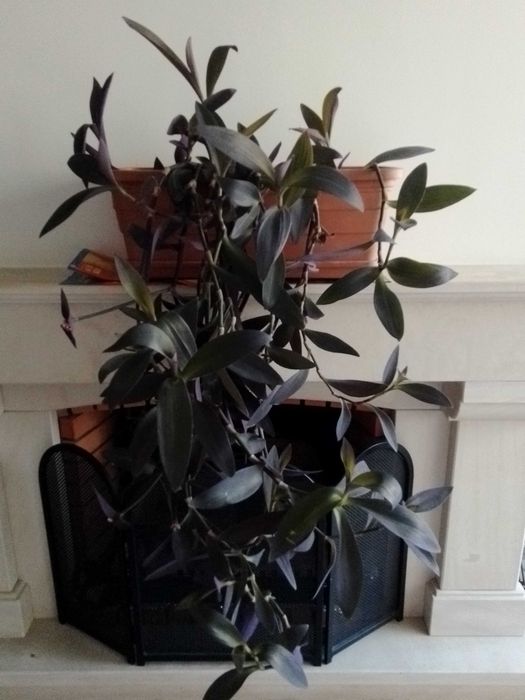 Planta de cair muito grande