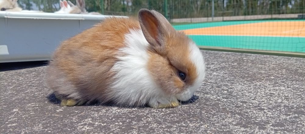 Descubra a Magia dos Coelhos Anões!